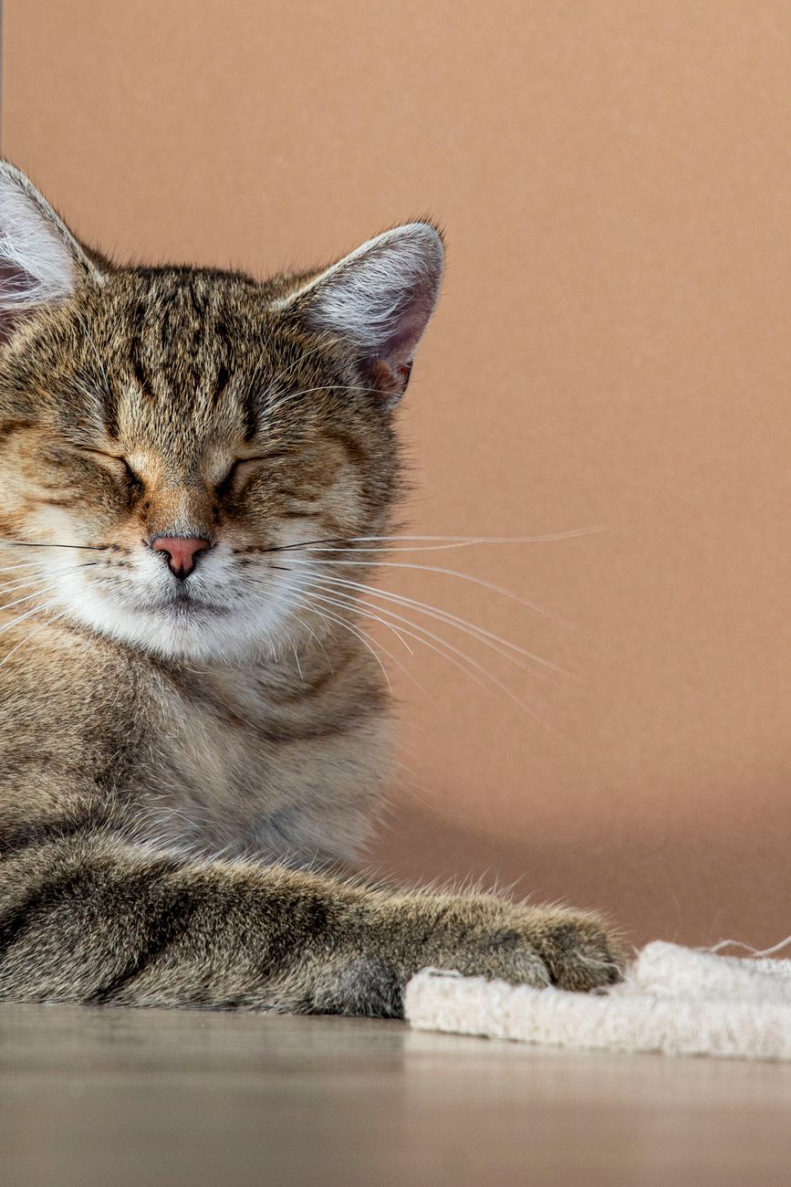 Close-up of a calmly sleeping cat in warm natural light, exuding tranquility.
