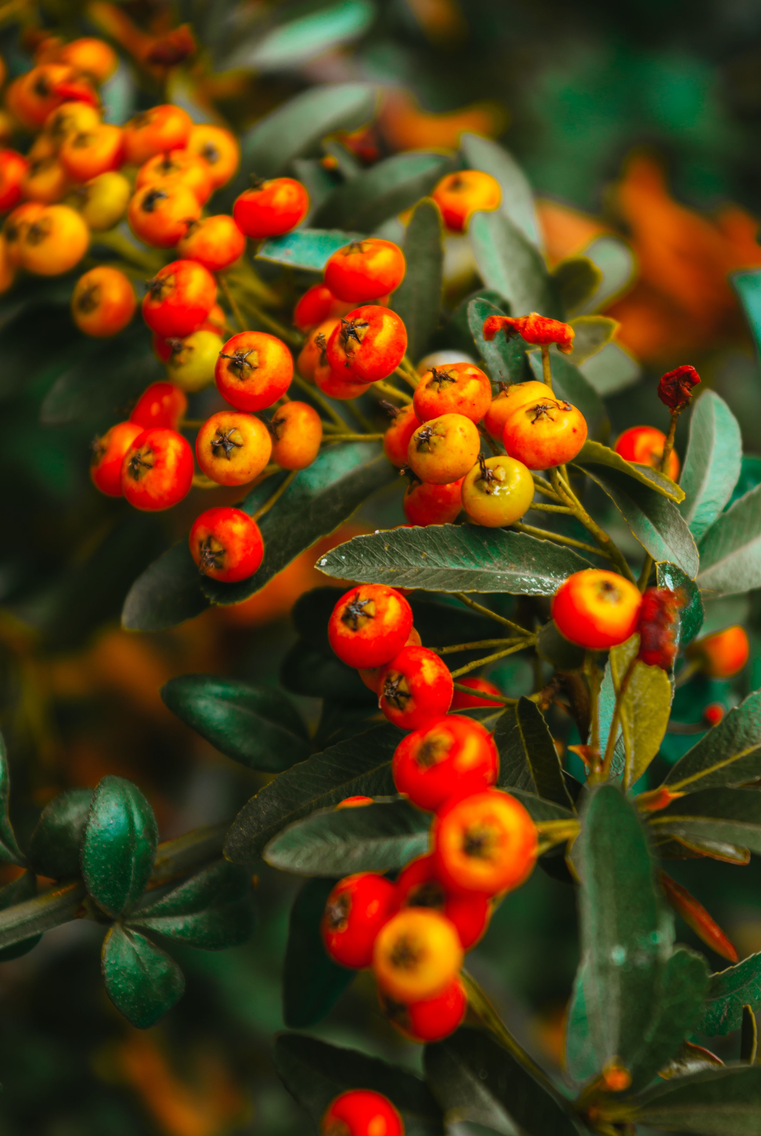 Close-up of bright red berries clustered on green leaves, captured in an autumn garden.