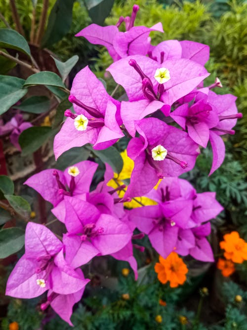 Gratis stockfoto met bangladesh, bloem, botanische tuin