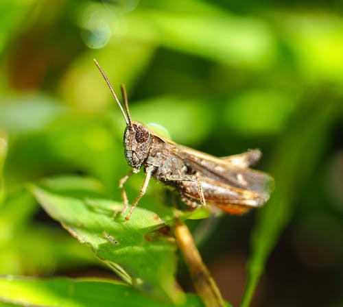 Imagine de stoc gratuită din a închide, chorthippus brunneus, fotografie cu animale sălbatice