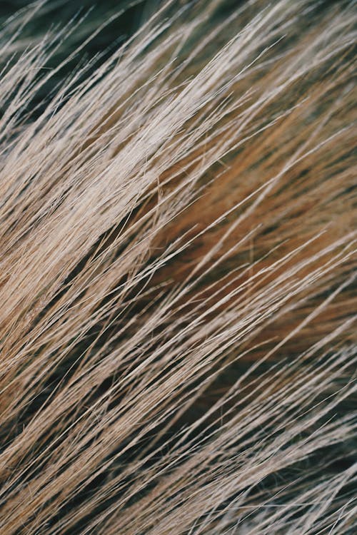 Closeup of Spiky Fur