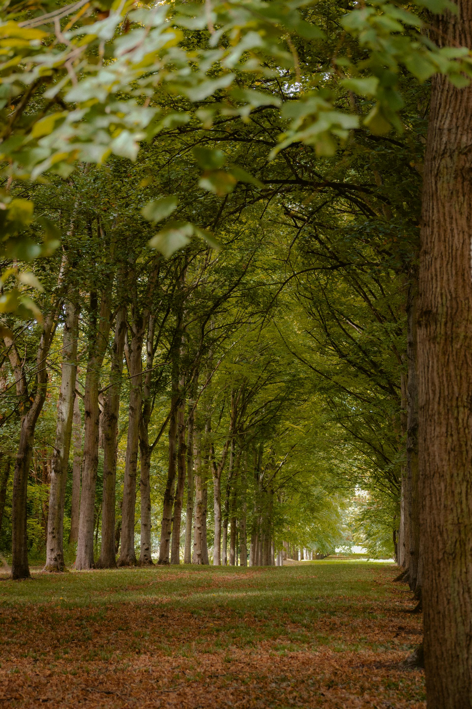 Peaceful tree-lined path with fallen leaves in an autumn forest park.