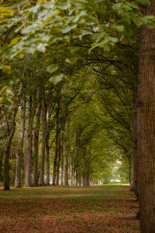 Immagine gratuita di alberi, autunno, cadere