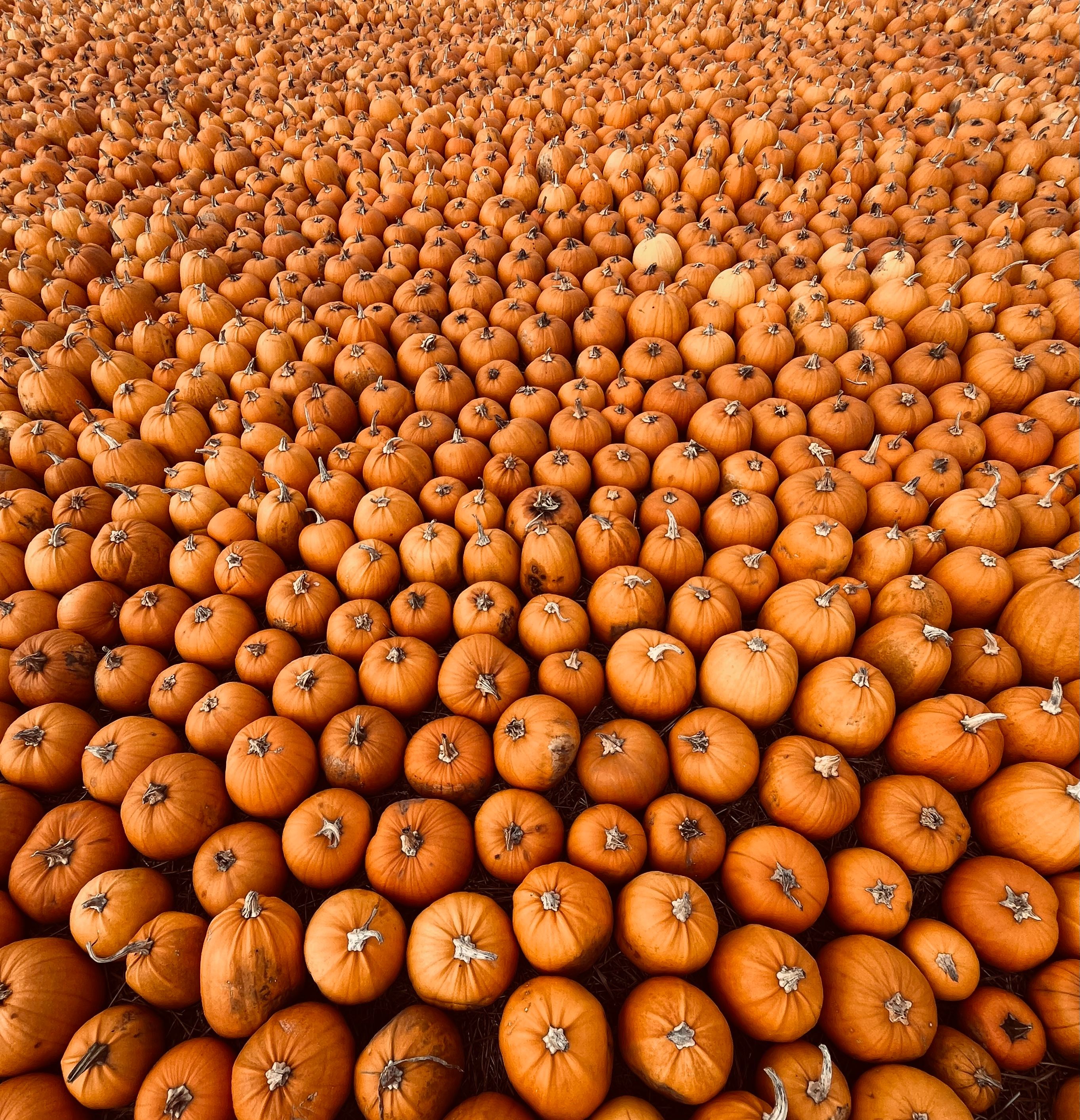Stacked Pumpkin Photos, Download The BEST Free Stacked Pumpkin Stock ...