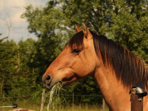 Free A majestic brown horse munches on grass in a vibrant outdoor pasture setting. Stock Photo