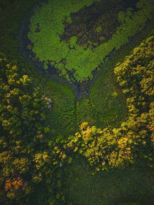 Swamp Seen From Above 