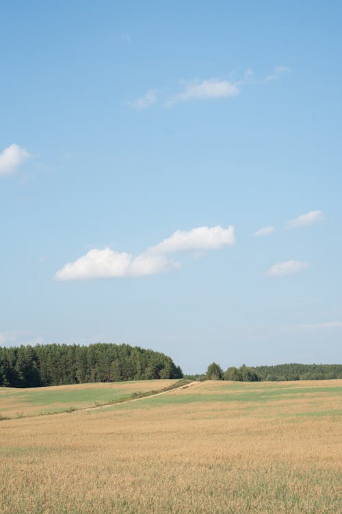 Kostnadsfri bild av fält, gräs, himmel