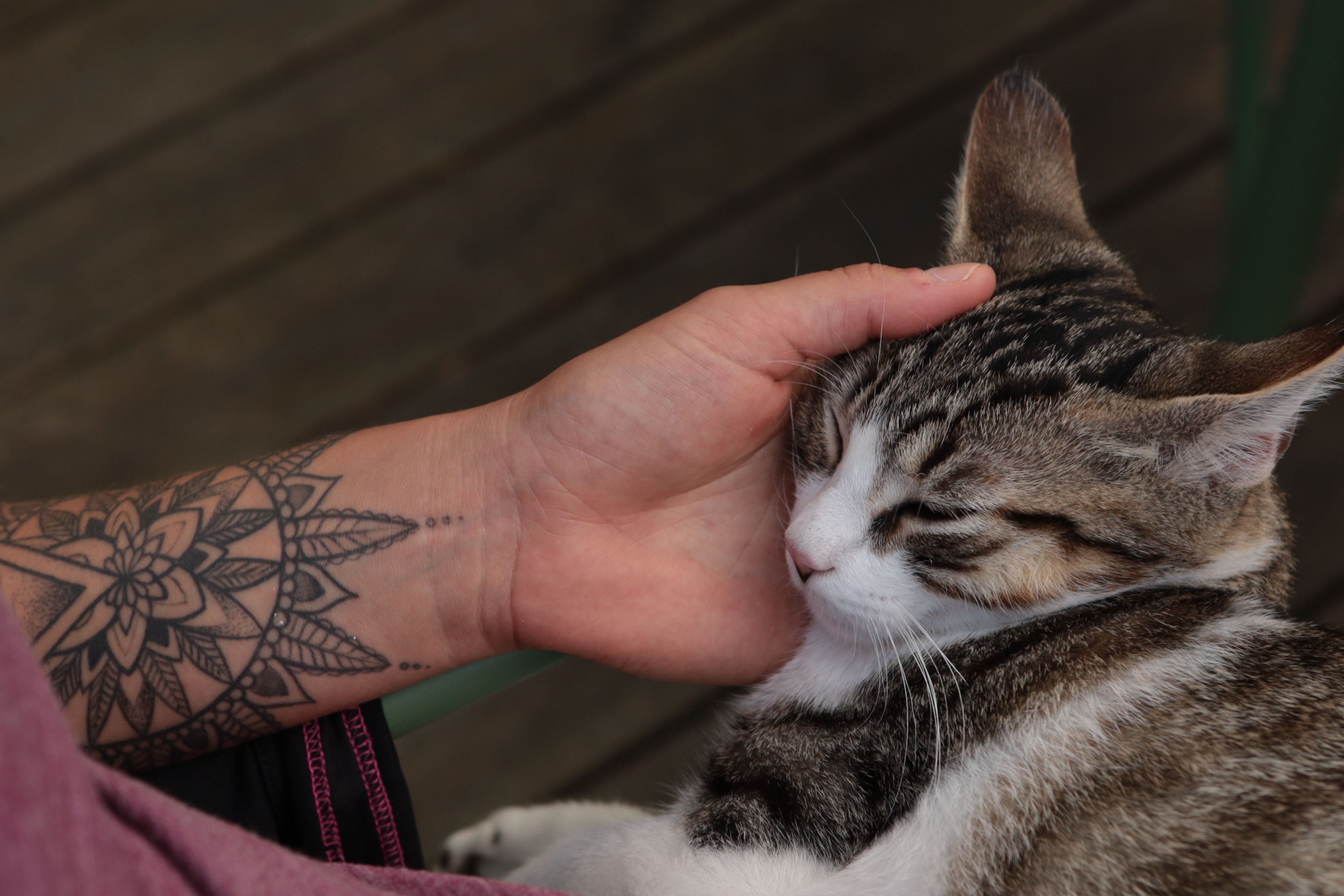 Artwork for Energy, BEAM, and Love-Based Pet Wellness with Jeff Feinman
