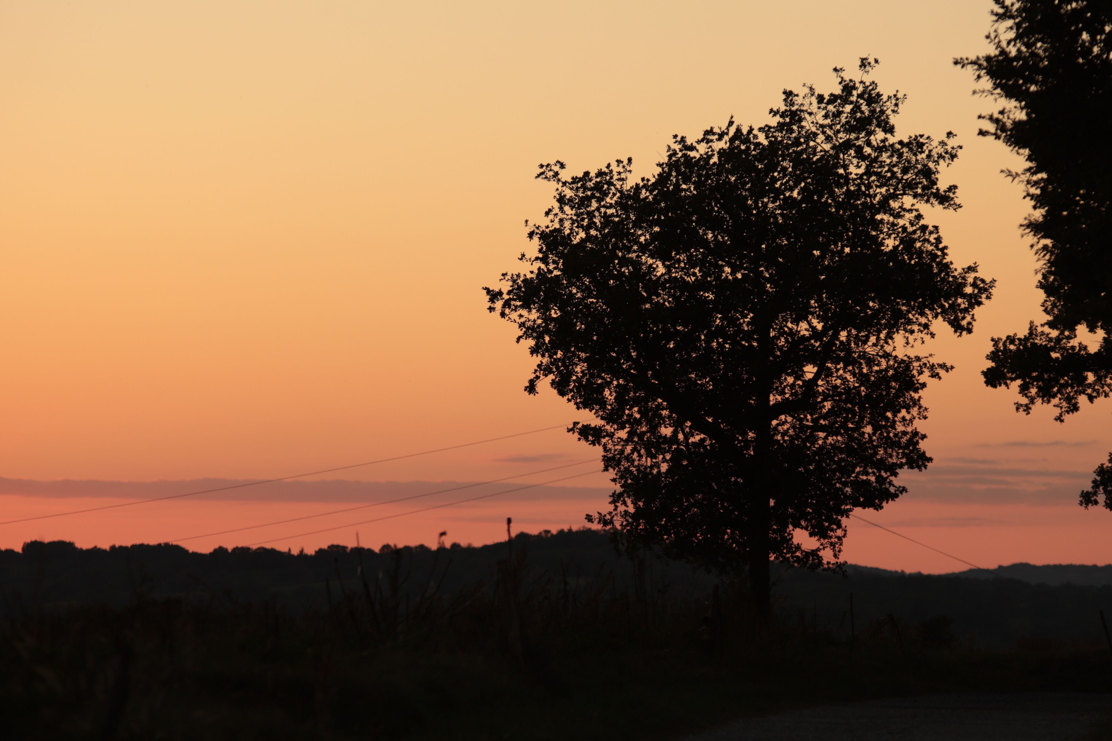 A tree is silhouetted against the sunset · Free Stock Photo