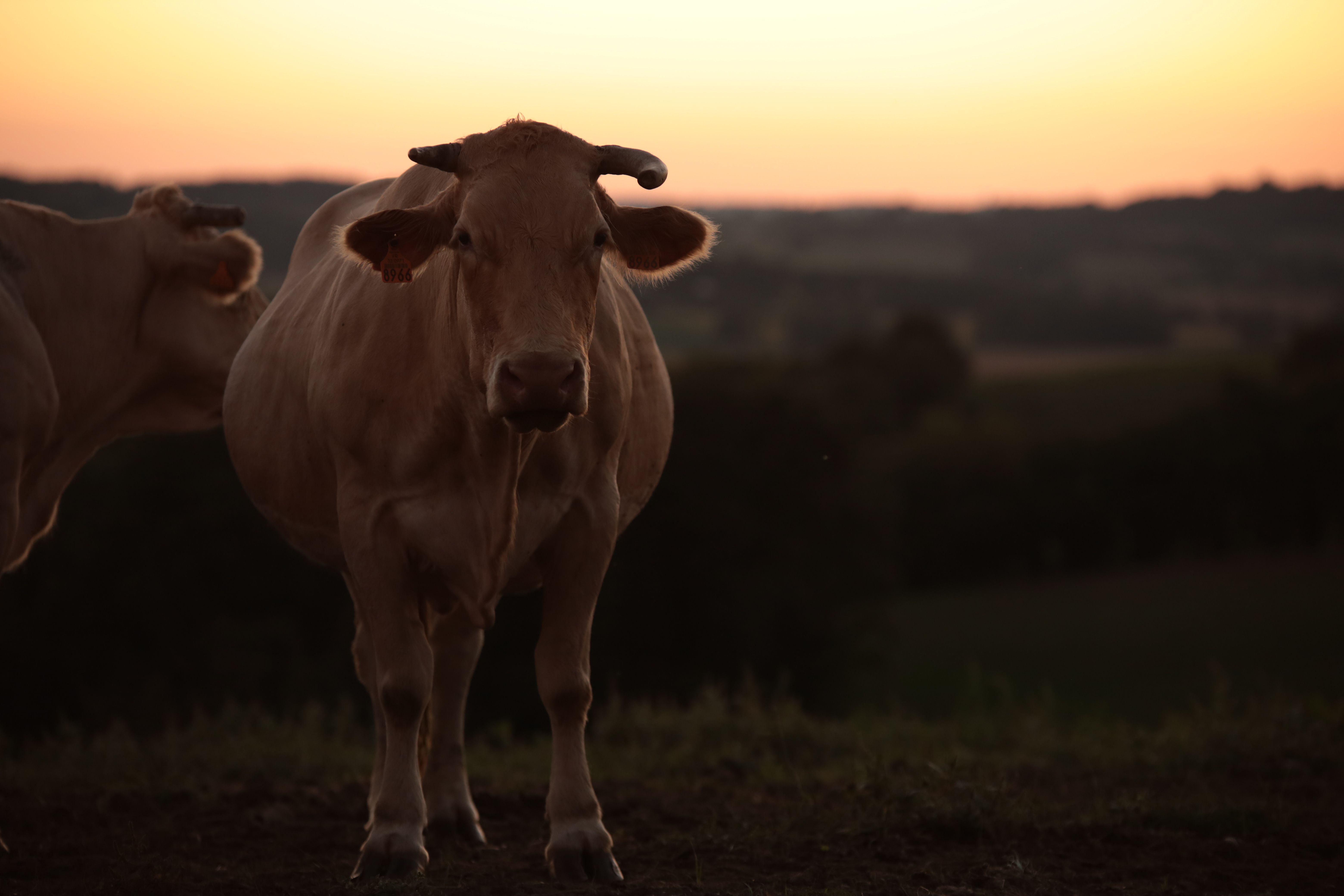 Two cows standing in a field at sunset · Free Stock Photo
