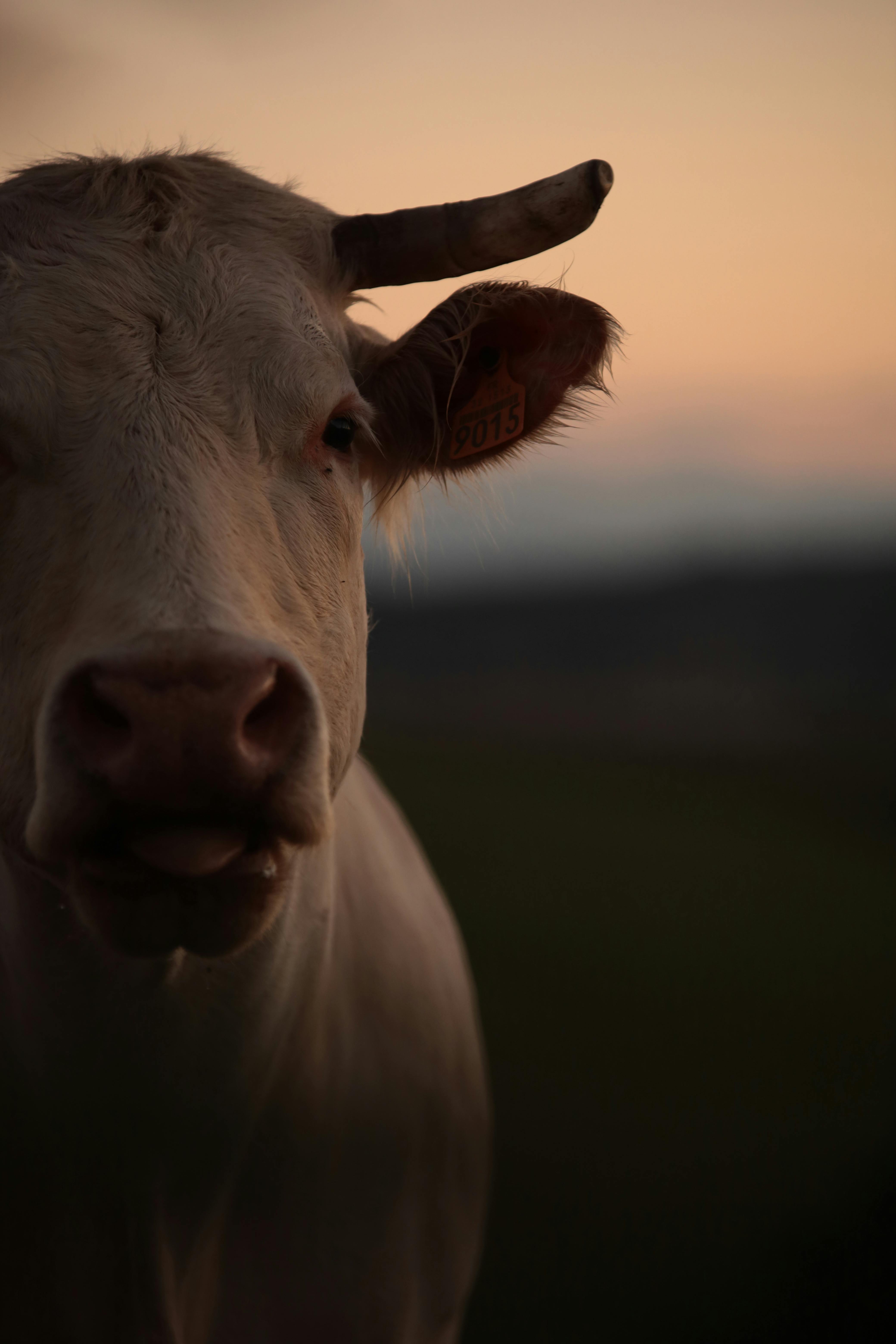 Gratuit Photos gratuites de agriculture, animal, animal à cornes Photos