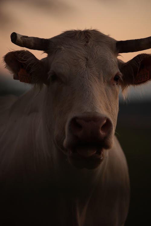 Foto stok gratis banteng, binatang, di luar rumah