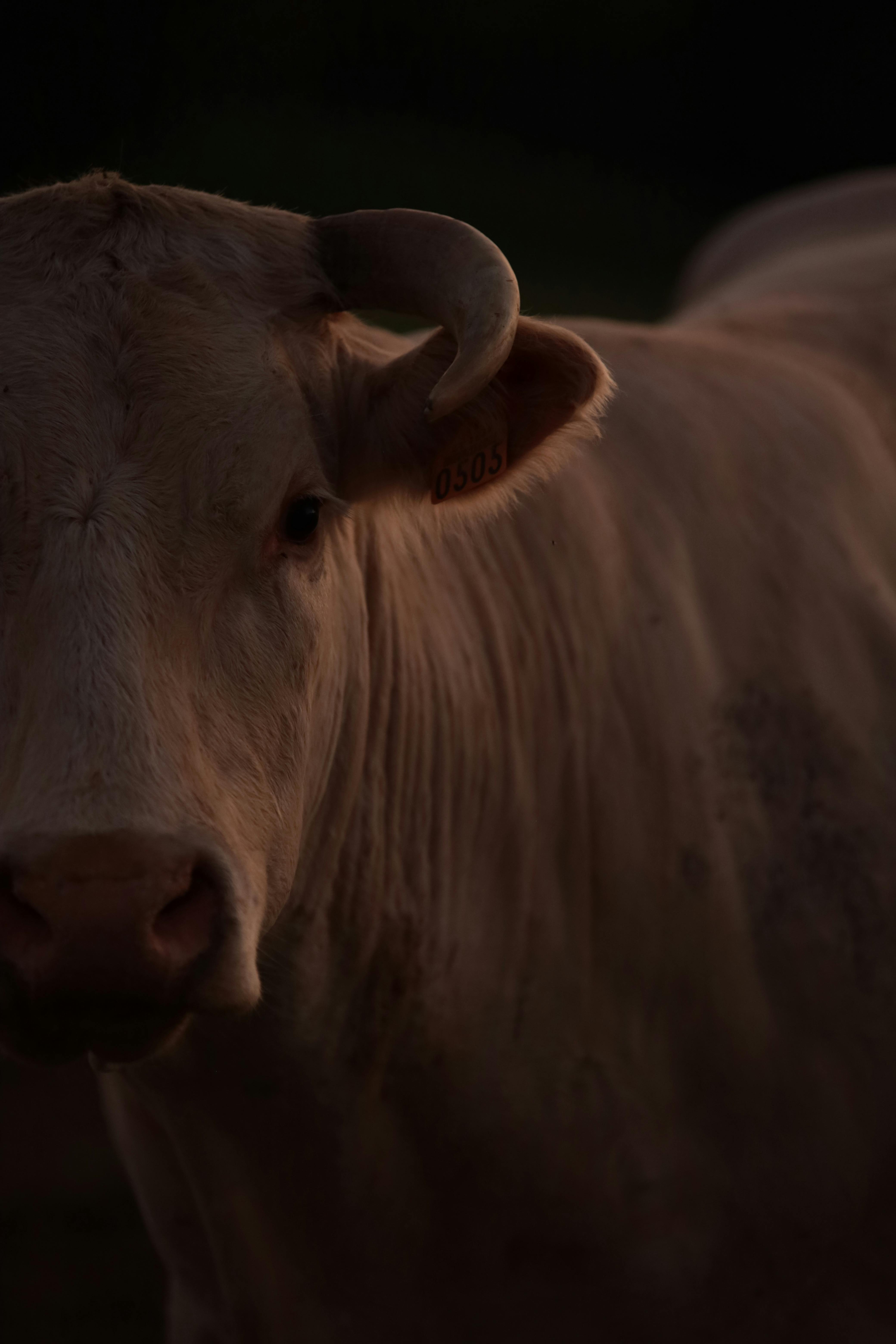 Gratuit Photos gratuites de agriculture, animal, animal de compagnie Photos