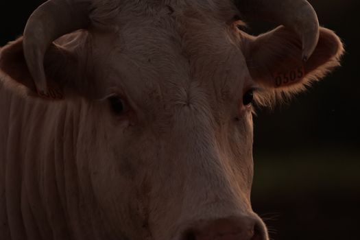 Beef, Cow Head
