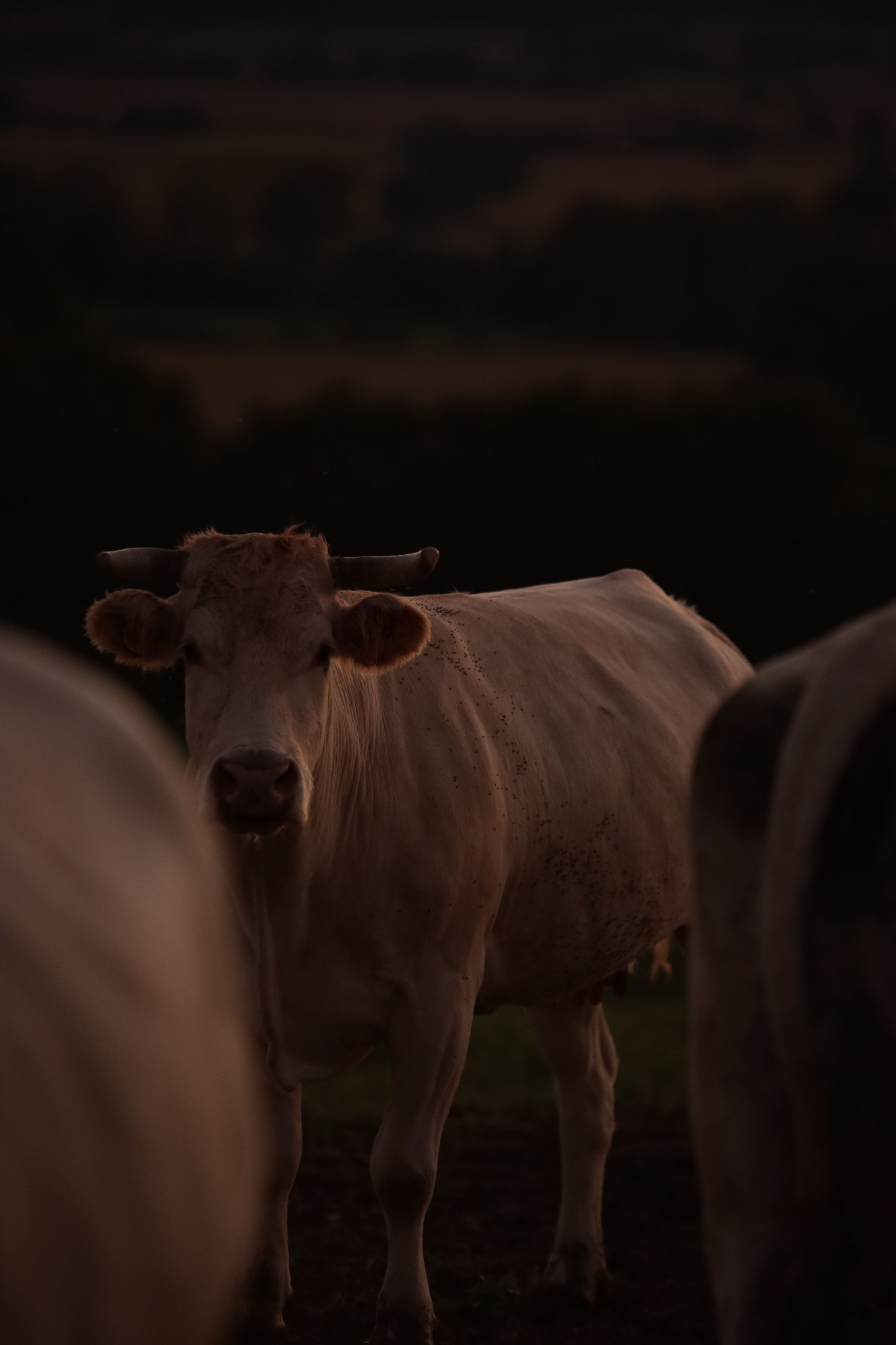 A cow standing in the middle of a field · Free Stock Photo