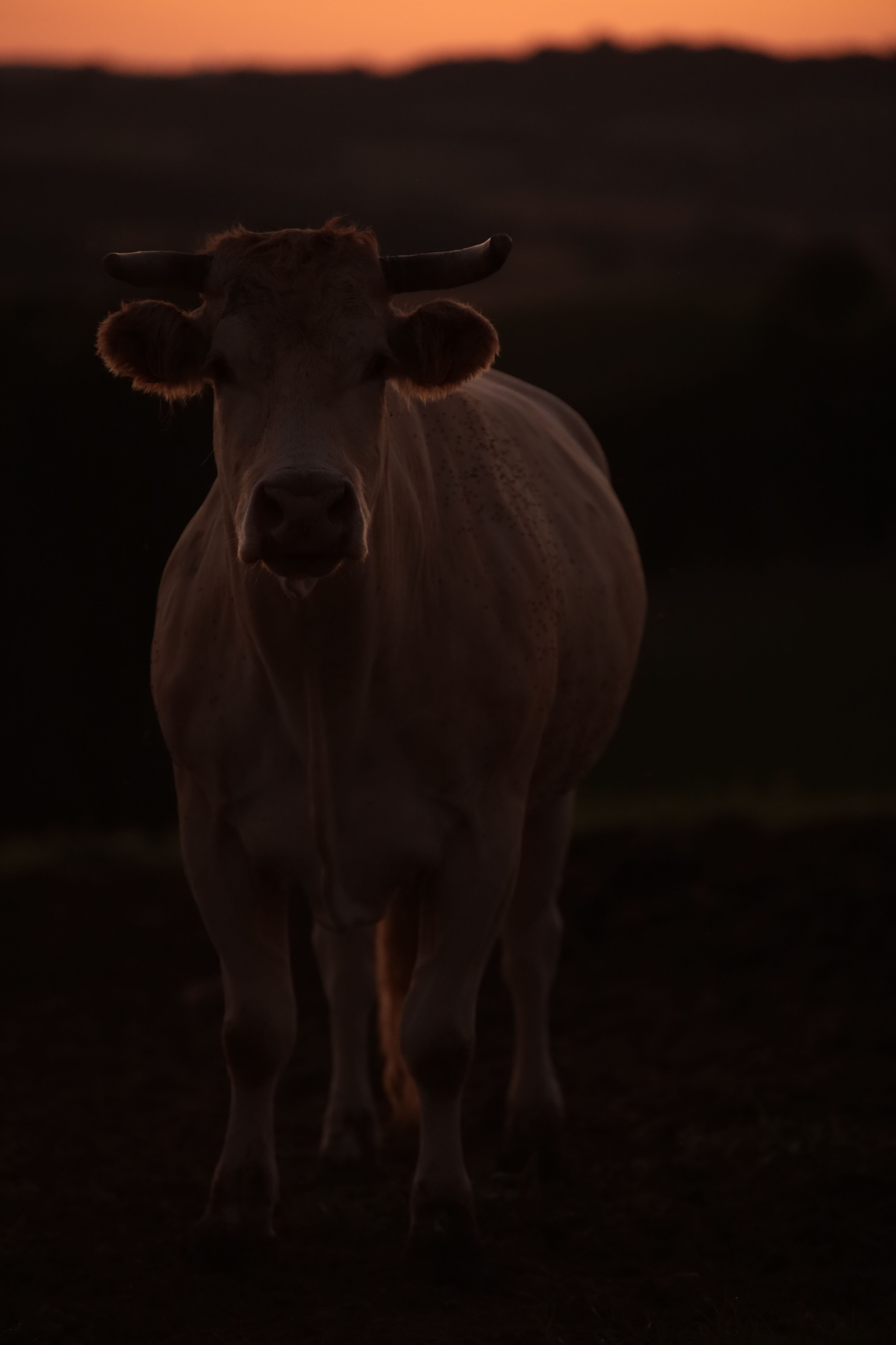A cow standing in the middle of a field at sunset · Free Stock Photo