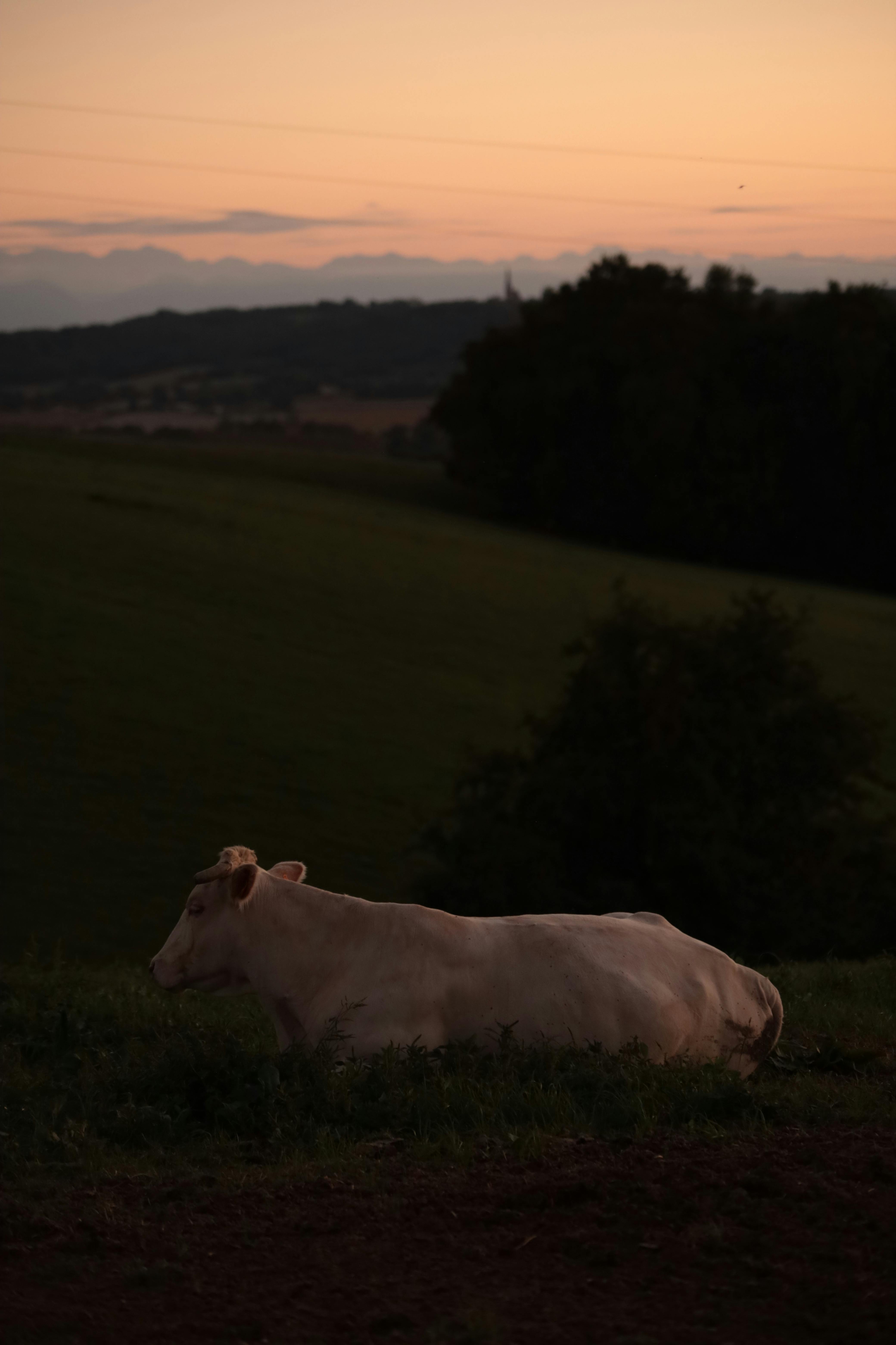 a cow laying down in a field at sunset