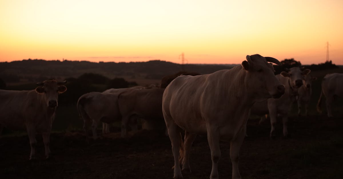 Analyse complète des labels de viande en France