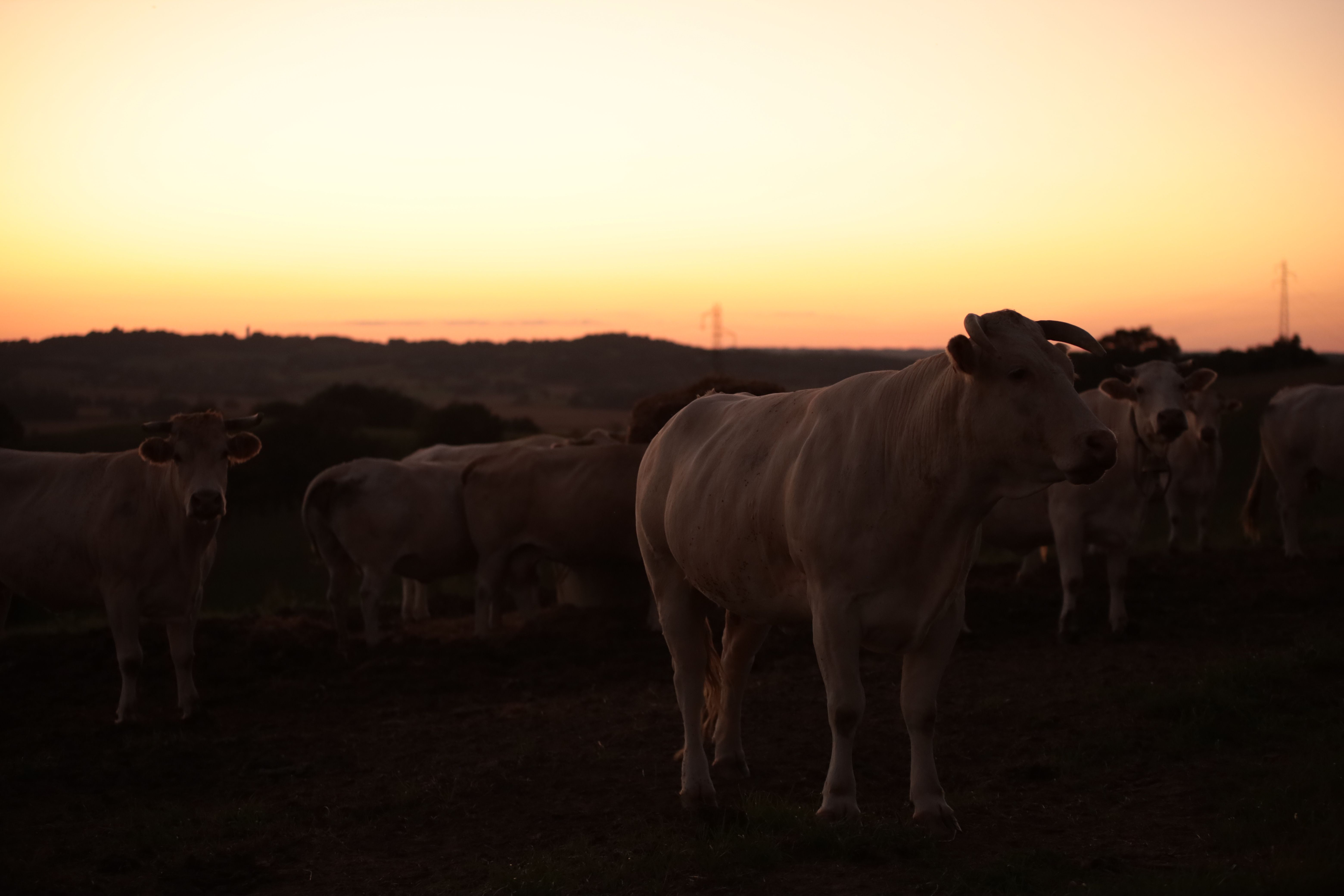 A herd of cows standing in a field at sunset · Free Stock Photo