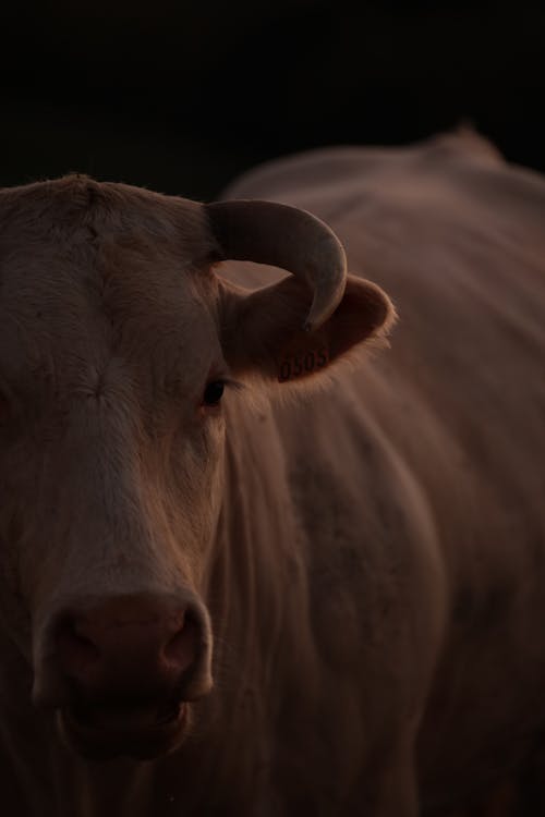 Foto stok gratis agrikultura, banteng, binatang