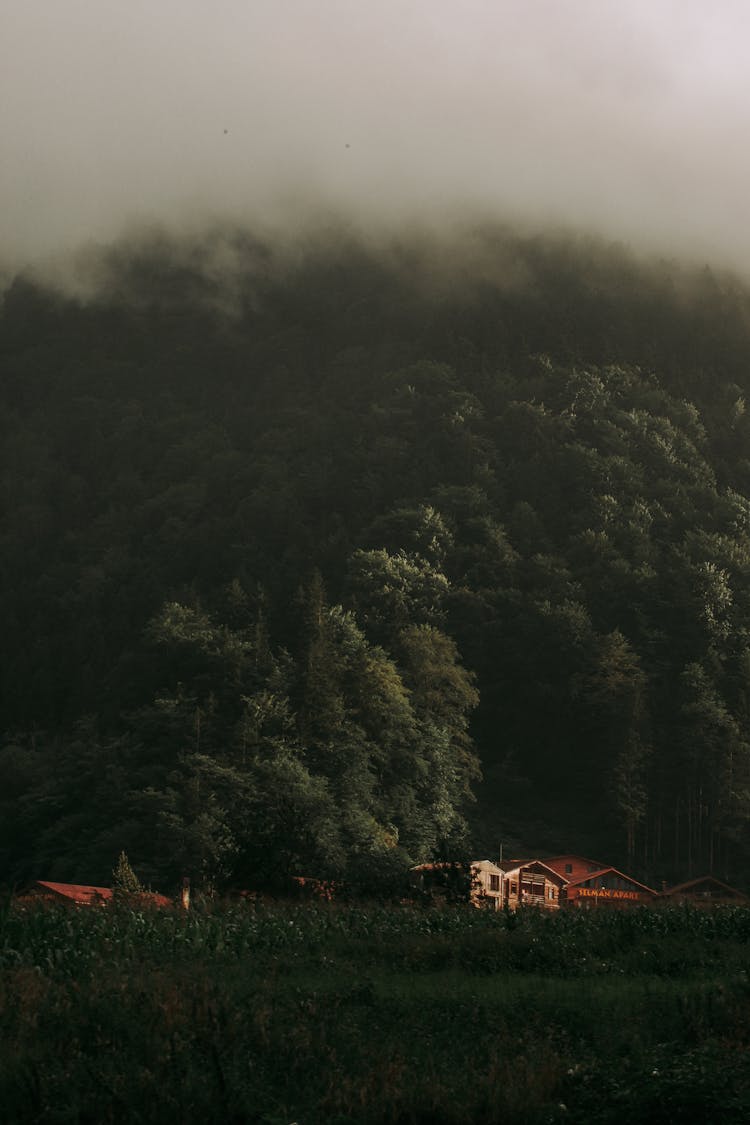 Green Forest Over Village