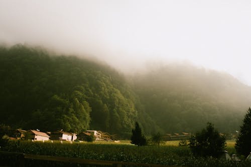 Photos gratuites de arbres, bâtiments, brouillard