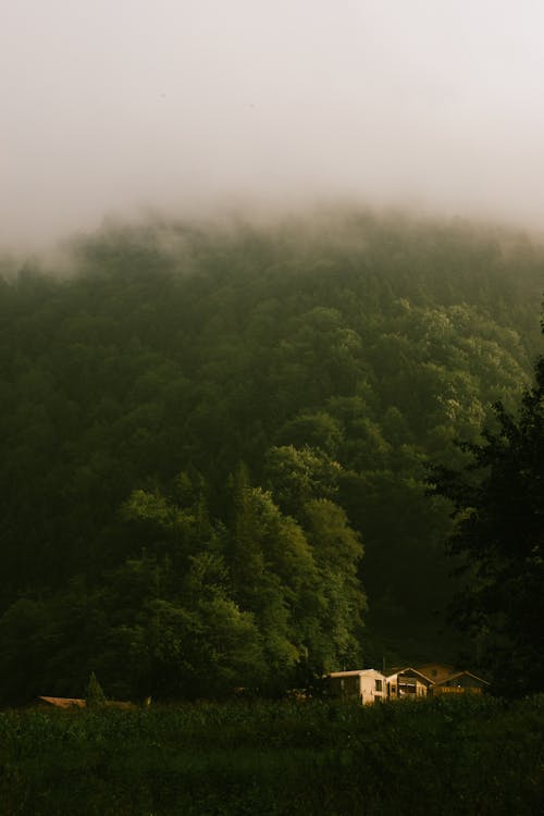 Foto profissional grátis de aldeia, aldeias, árvores