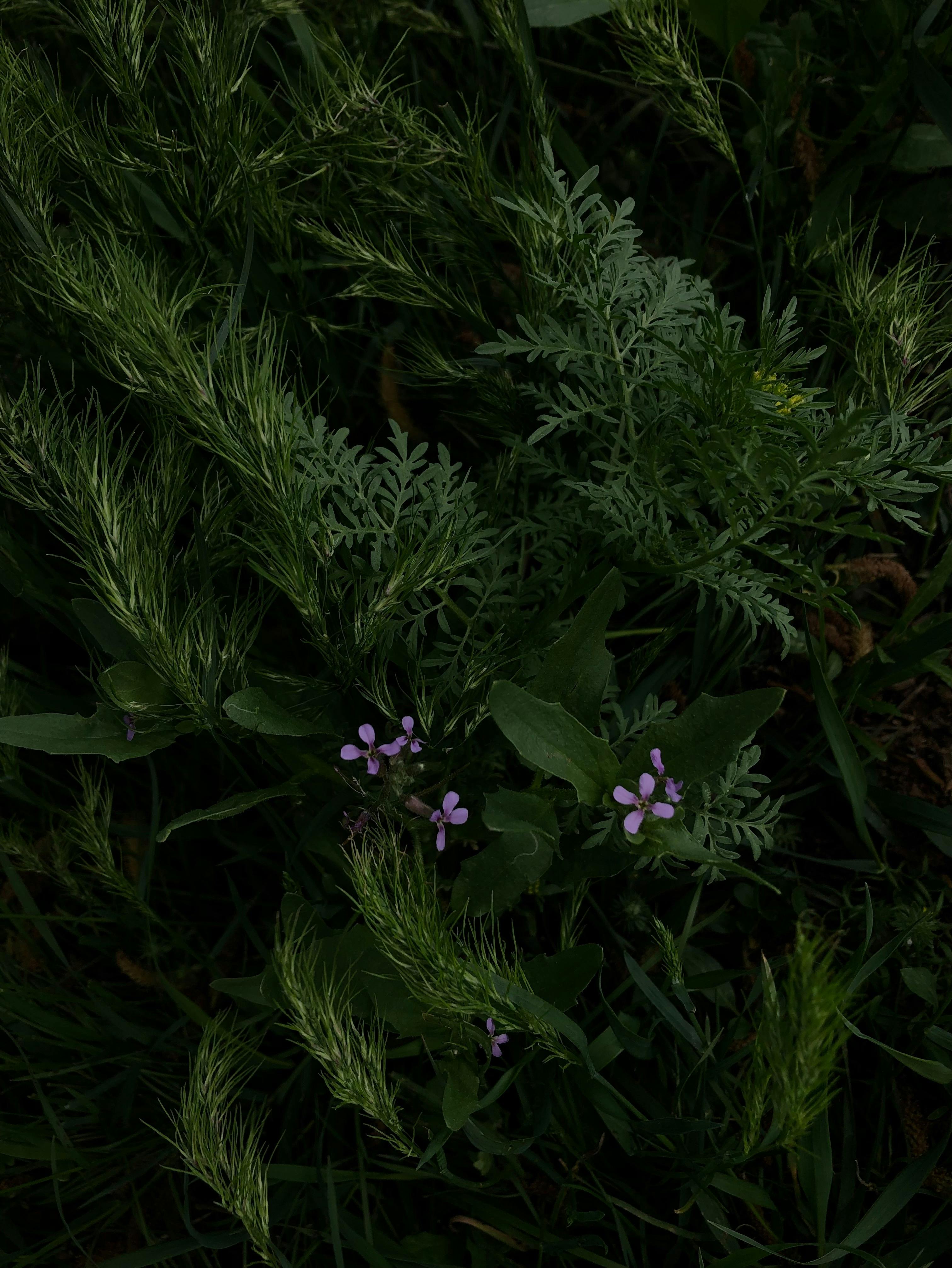 Zadarmo Divoké kvety uprostred bujnej zelene zachytené v Sivase v Turecku. Ideálne pre prírodné a botanické témy. Fotka z fotobanky