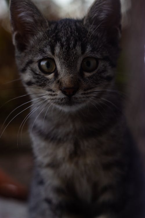 Portrait of Tabby Kitten