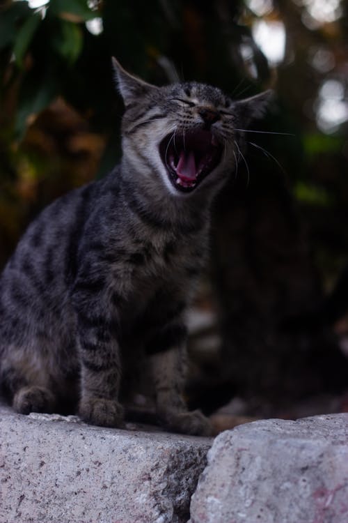 Yawning tabby cat