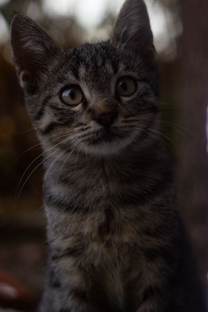 Cat stock photo used for demo profile Pumpkin