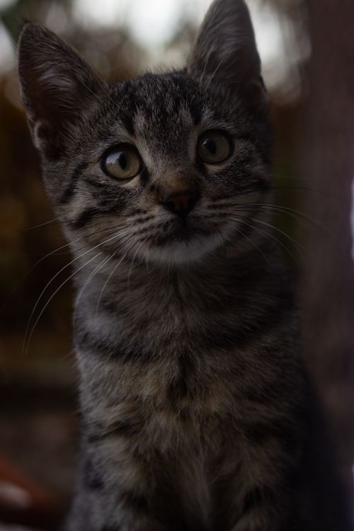 Free Close-up portrait of a cute tabby kitten with curious eyes, perfect for pet lovers. Stock Photo