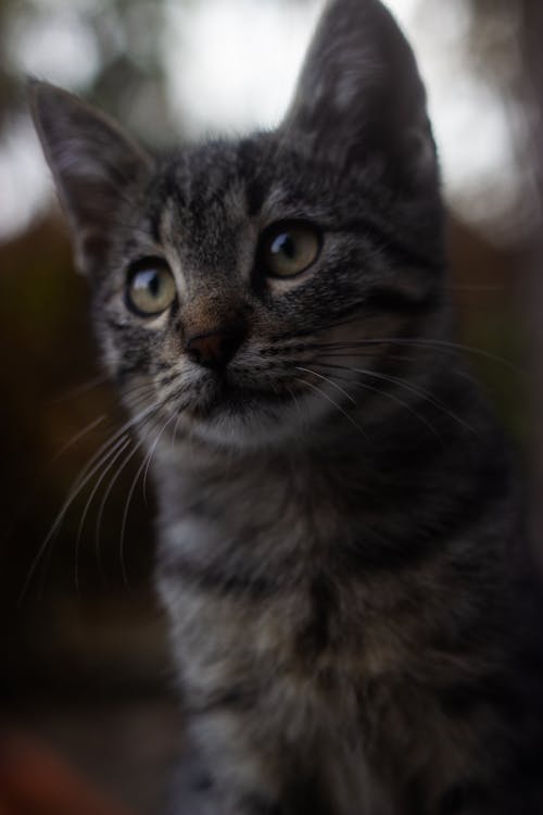 tabby cat closeup