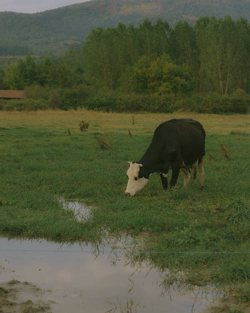 Imagine de stoc gratuită din animale domestice, apă, baltă