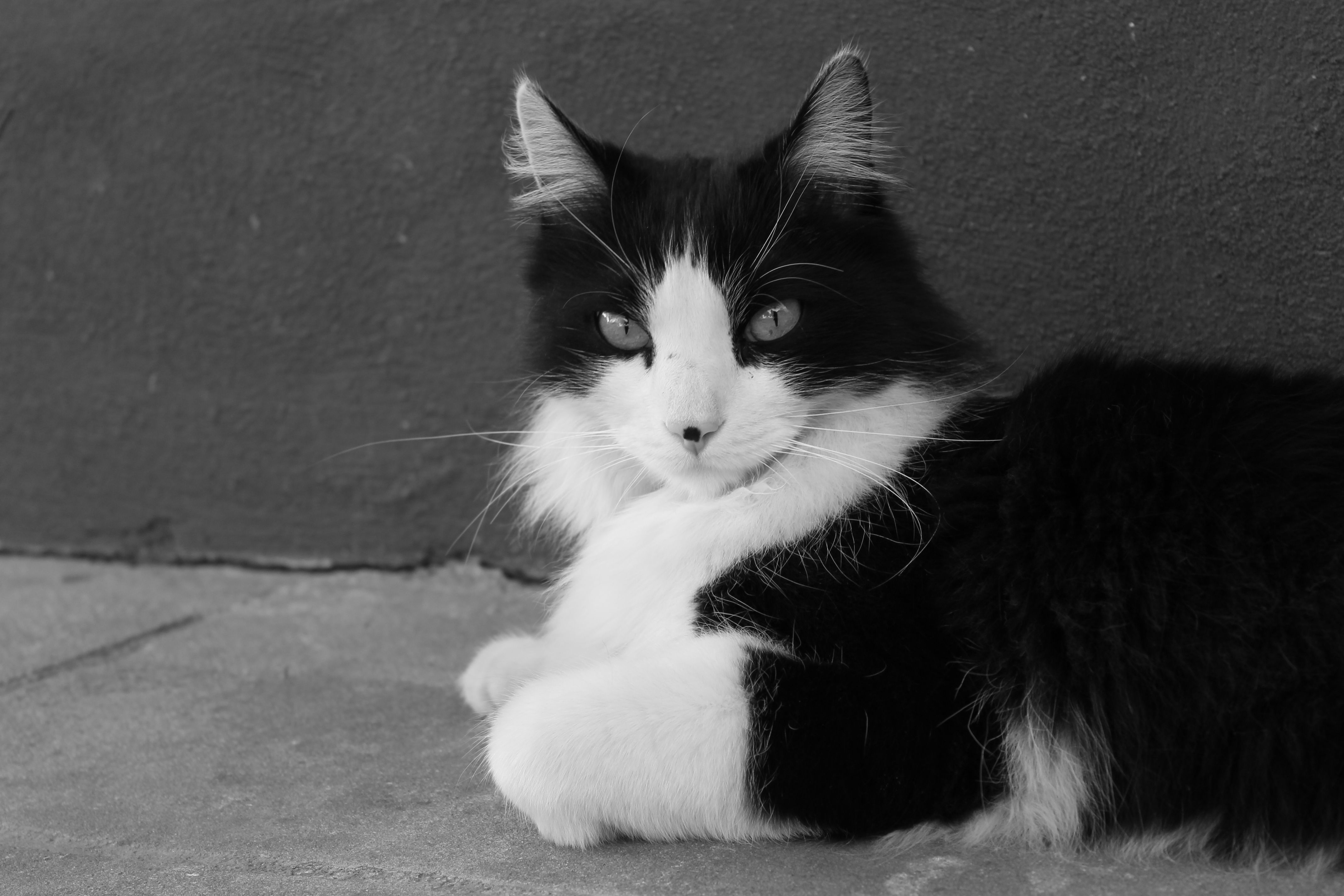 Portrait of Cat in Black and White · Free Stock Photo