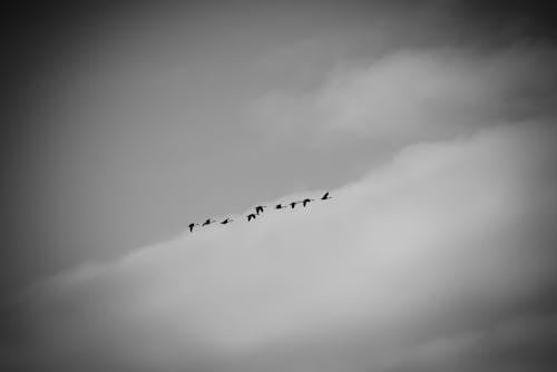 Key of Geese Flying in Sky