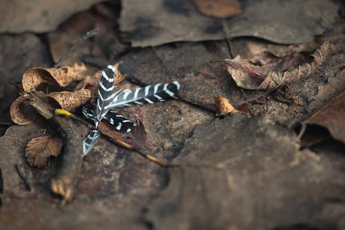 Butterfly on a Ground