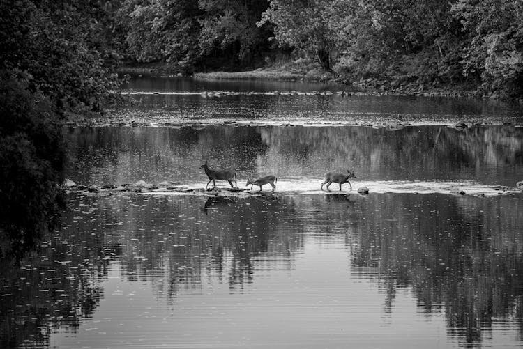 Deer Crossing River In Forest