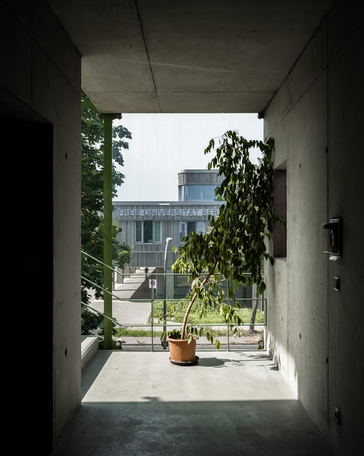 Plant On A Balcony In University In Berlin 