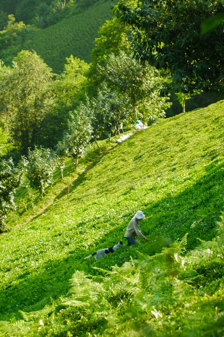 Person With Dog Climbing Hill In Summer