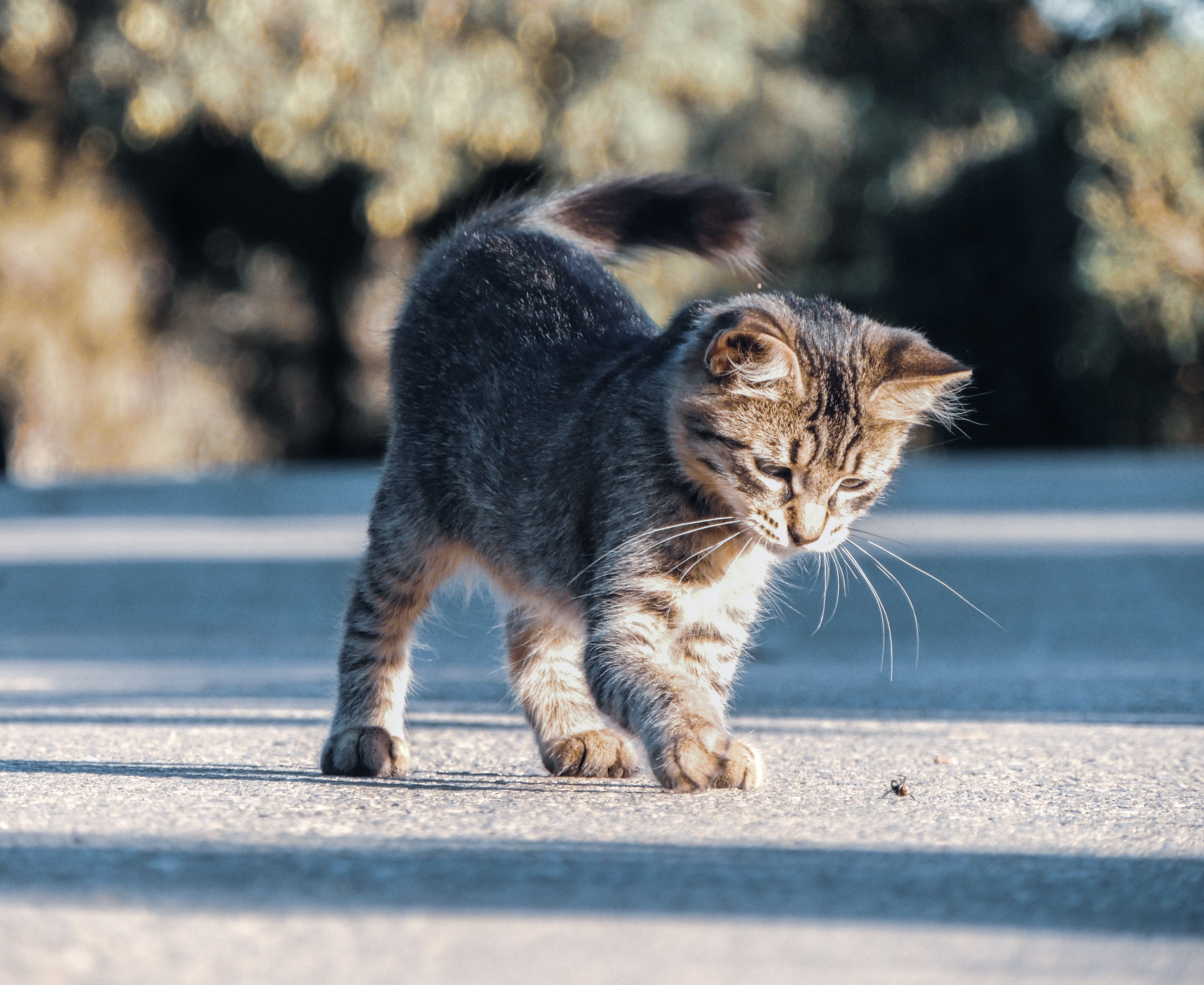 A curious tabby kitten explores outdoors, capturing a moment of playful discovery.