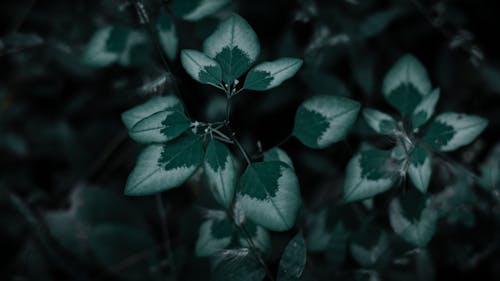 Darmowe zdjęcie z galerii z ciemnozielone rośliny, fotografia przyrodnicza, rośliny ogrodowe