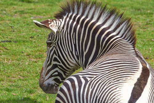 Back View of Zebra
