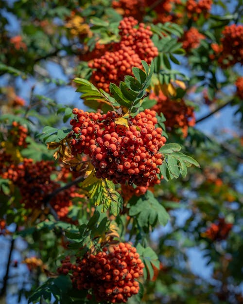 Leaves and Red Berries on Rowan Tree Branch