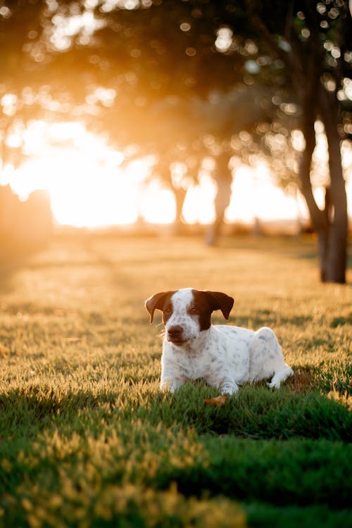 Foto profissional grátis de alvorecer, amor, animal