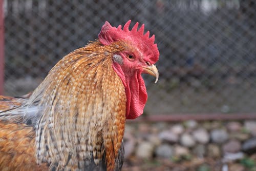 Immagine gratuita di avvicinamento, fotografia di animali, gallo