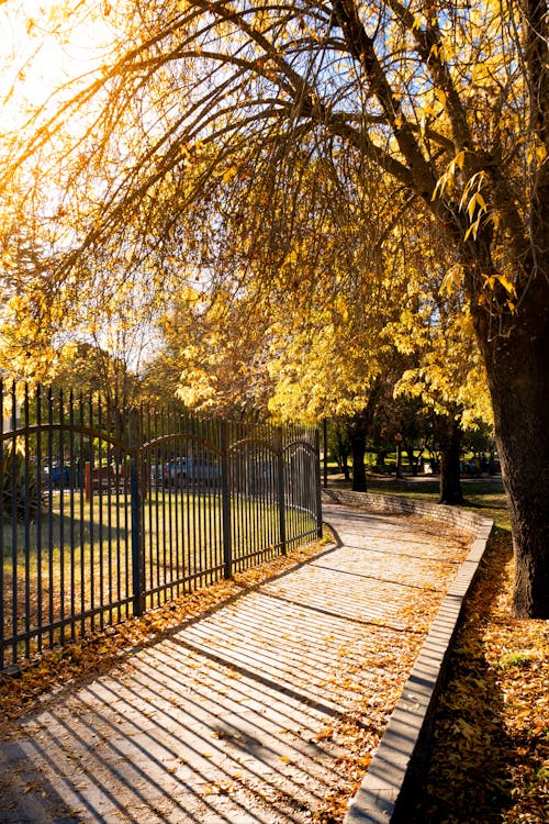 Alley in Park in Autumn