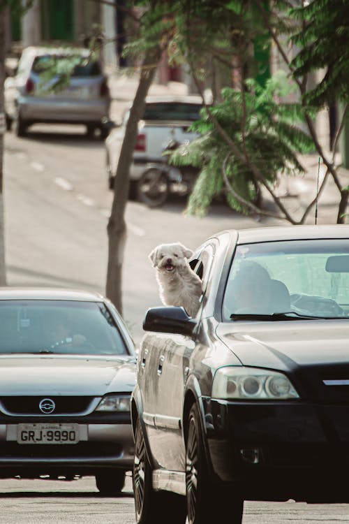 Fotos de stock gratuitas de animal, calle, calles de la ciudad