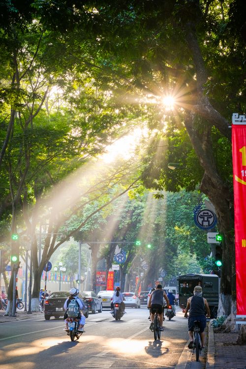 Free Cyclists navigate a sunlit street lined with lush trees, creating a vibrant urban scene. Stock Photo