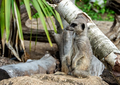 Lemur Sitting near Wood Stumps in Wild Nature